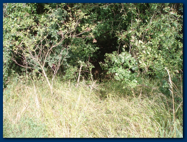 600x449 pixels (243K)